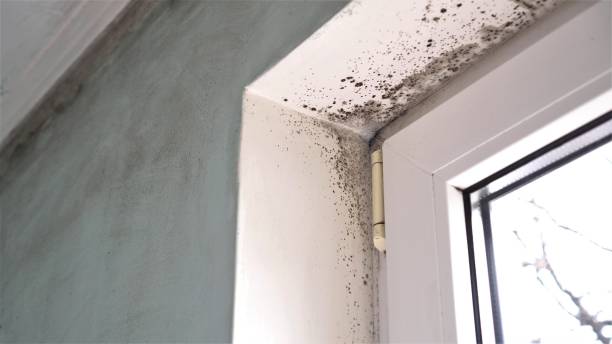 Best Preventive Mold Services in Vandenberg Af, CA