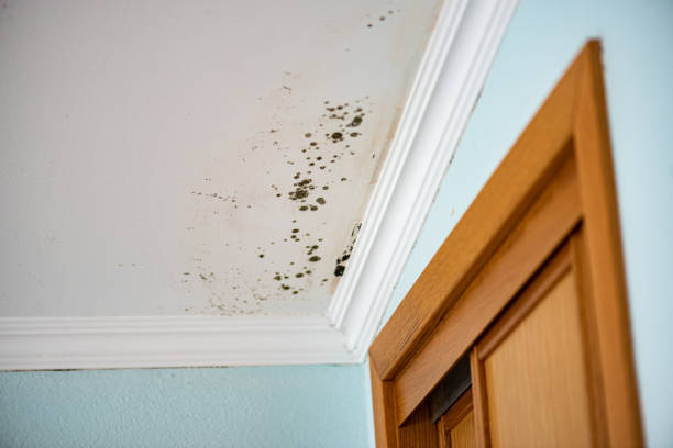 Best Post-Flood Mold Remediation in Vandenberg Af, CA