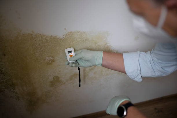 Best HVAC Mold Remediation in Vandenberg Af, CA