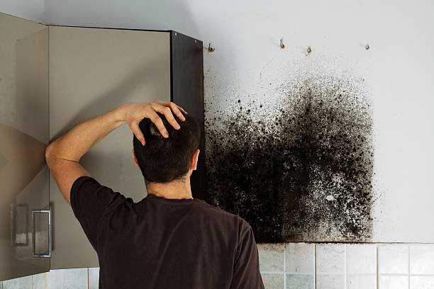 Best White Mold Remediation in Vandenberg Af, CA