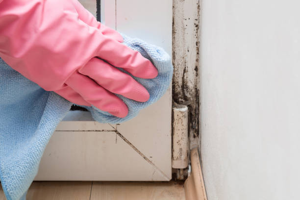 Best Residential Mold Remediation in Vandenberg Af, CA