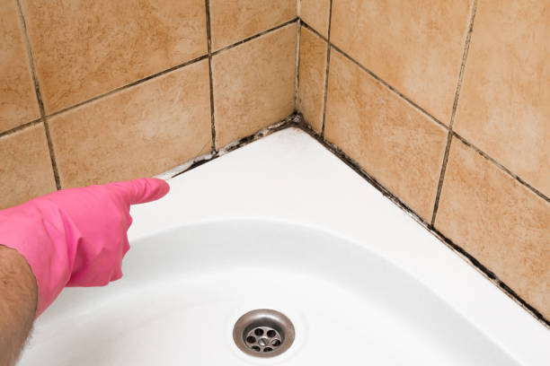 Best Insurance-Related Mold Remediation in Vandenberg Af, CA